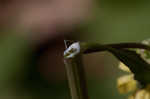 Oriental false hawksbeard